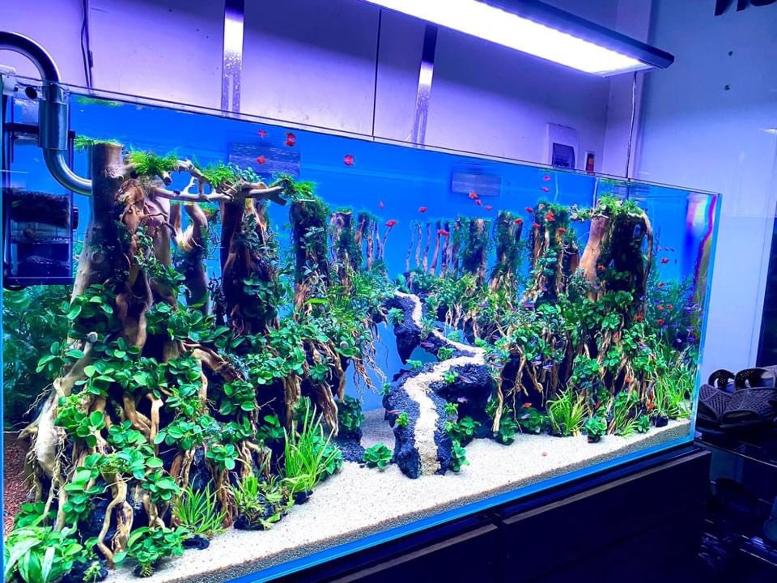 Bonsai Driftwood for Aquarium Large Aquarium Driftwood Etsy