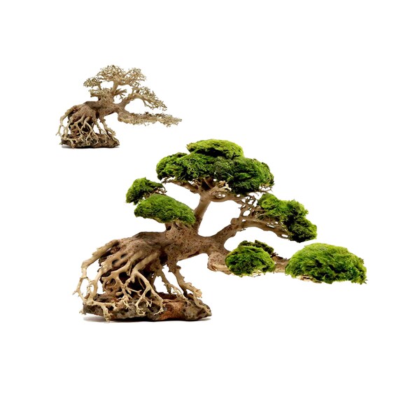 Derrotado Admirable lápiz Plantas de acuario bonsai madera a la deriva para decoración - Etsy México