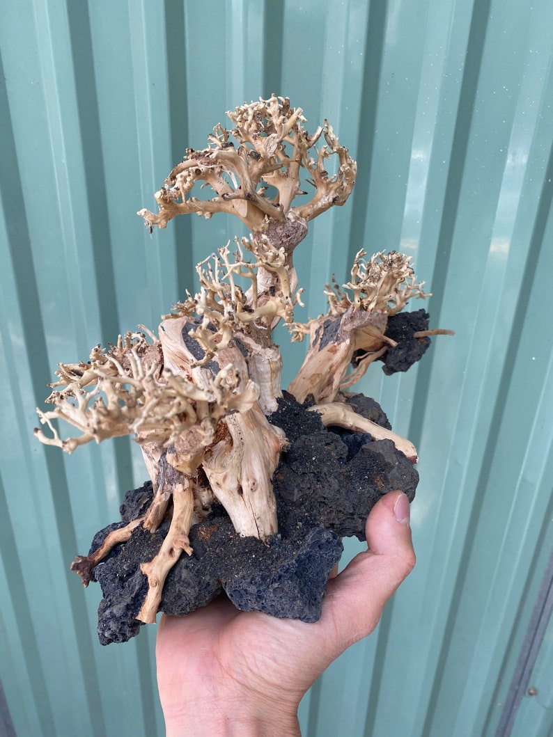 AQUARIUM BONSAI TREE Fish Tank Decor Aquarium Bonsai Etsy