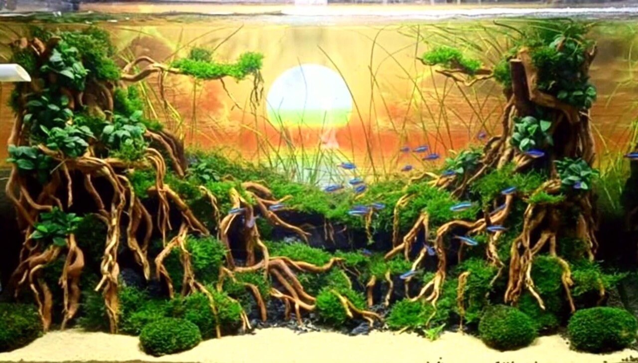 Aquascape wood Aquarium driftwood driftwood aquarium plants Etsy