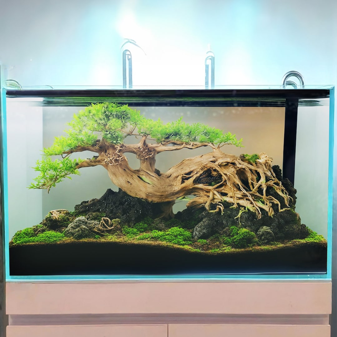 Bonsaï bois flotté aquarium bonzaï plantes bois flotté art aquascape décoration aquarium Etsy