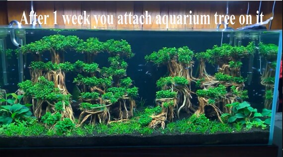 freshwater aquarium driftwood