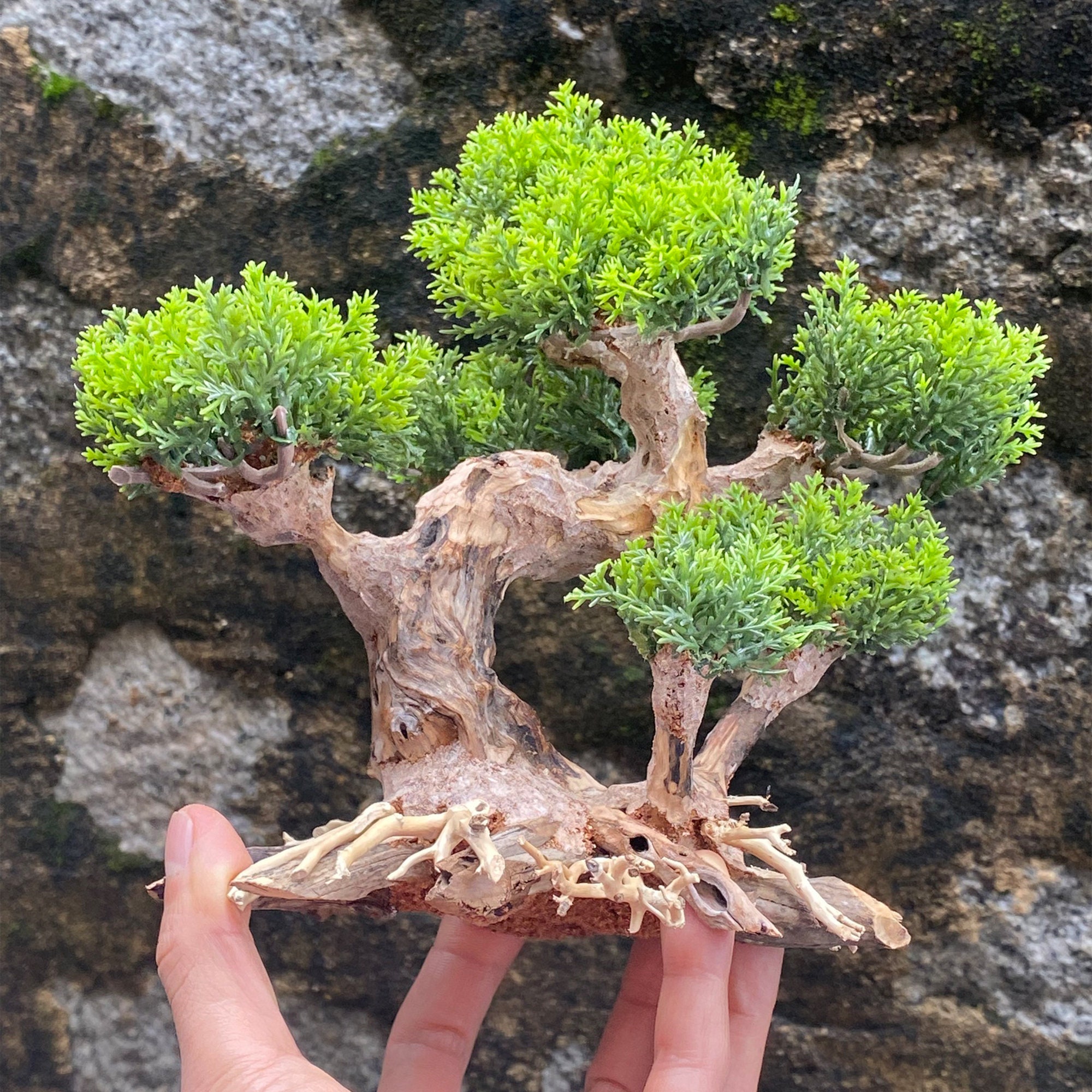 Aquarium Driftwood Bonsai Tree Bonsai Wood for Aquarium Etsy