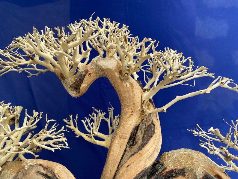 Aquarium Driftwood Extra Large Driftwood Aquarium Bonsai Etsy