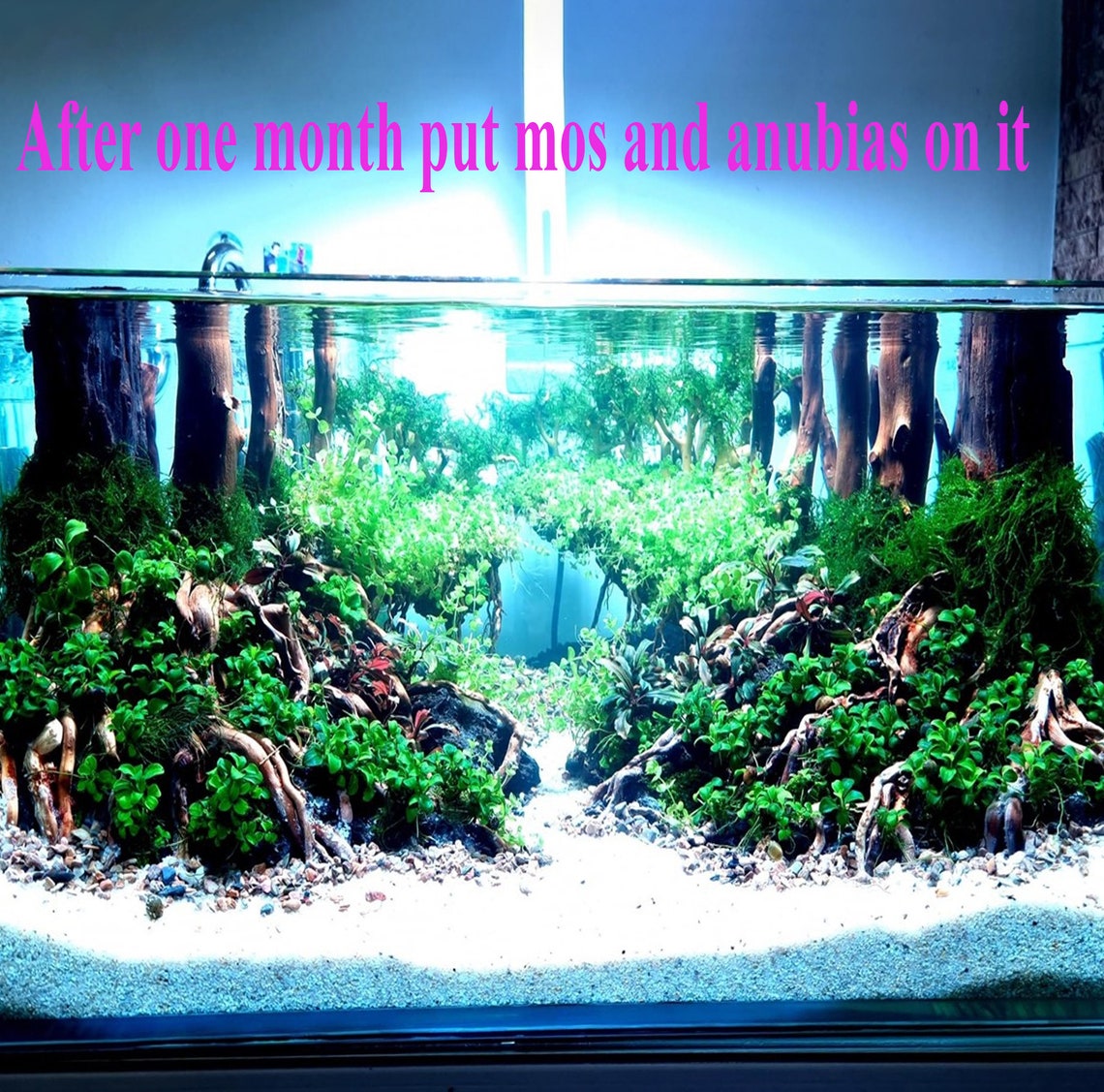 Aquarium Bonsai Tree Aquascape Driftwood Large Fish Tank Etsy