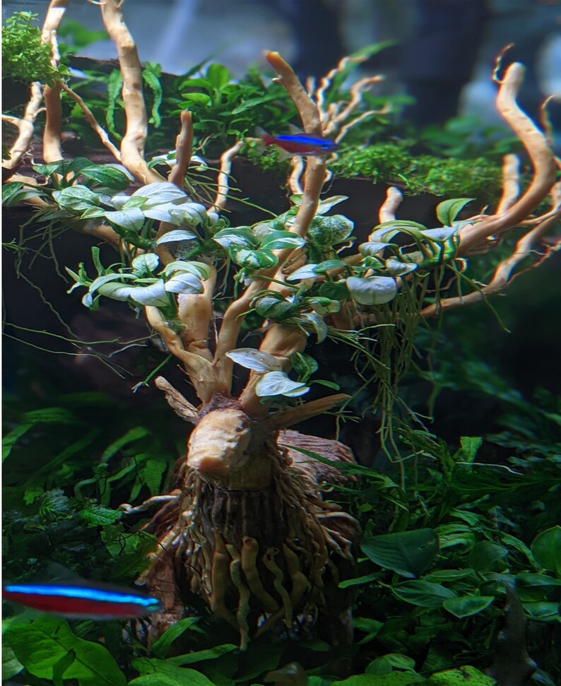 Aquascaping Bonsai Driftwood Sculpture Aquarium Ornaments Fish Etsy