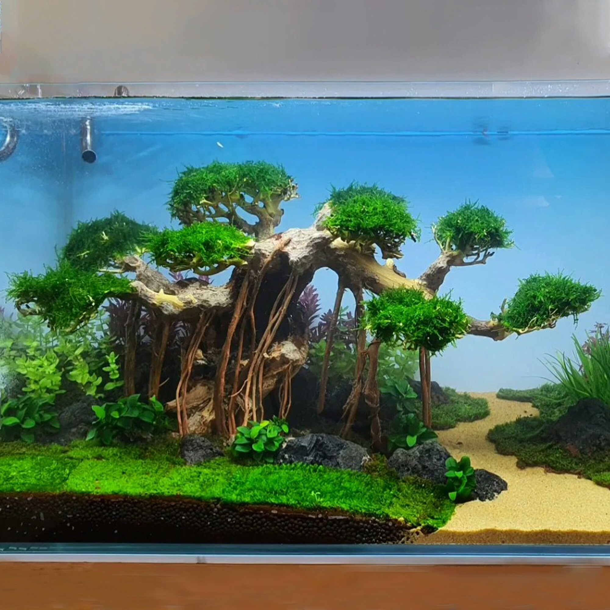 Bonsai Driftwood for Aquarium Aquarium Driftwood Tree Etsy UK