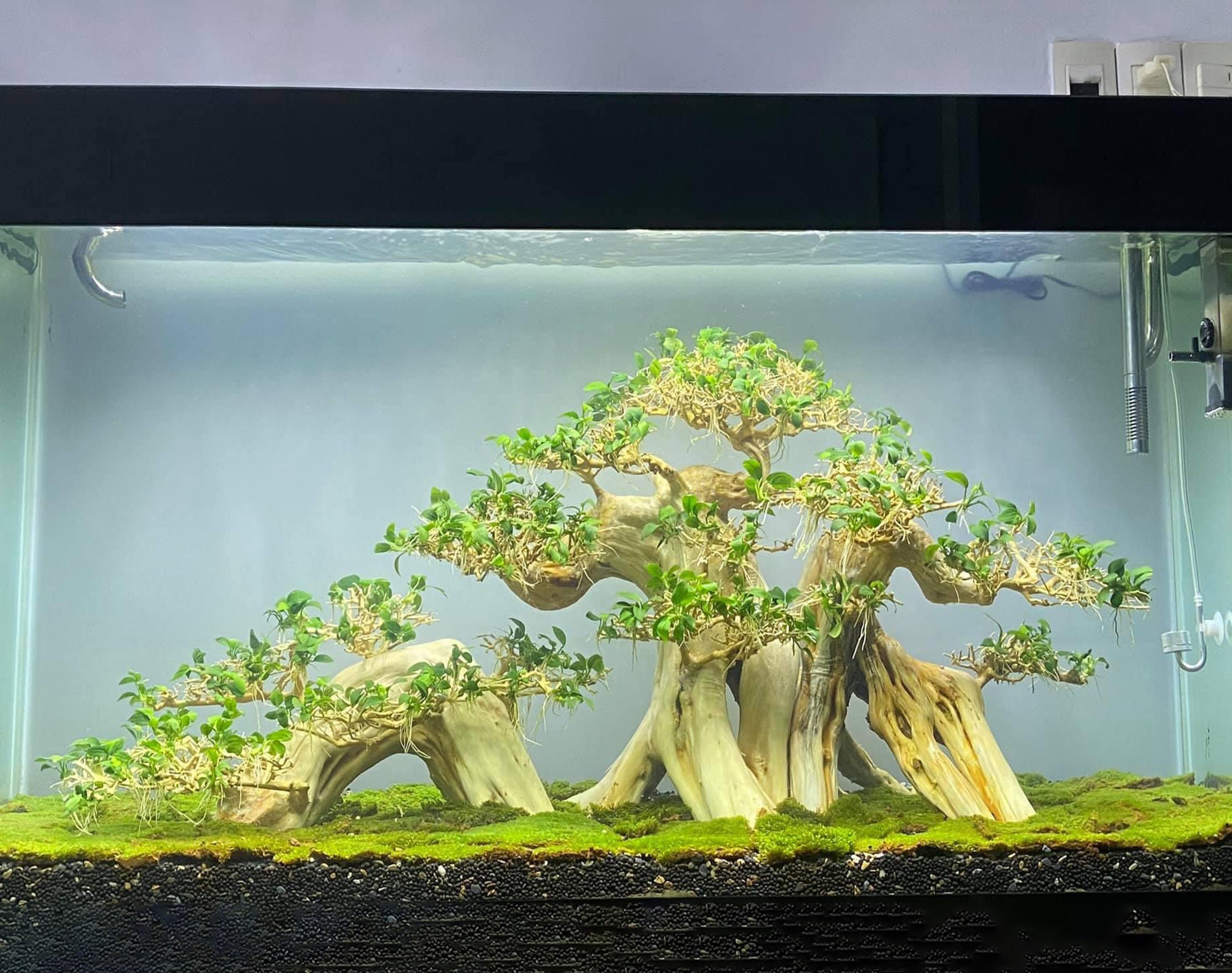 Aquarium Driftwood Bonsai Large Aquarium Driftwood Bonsai Etsy