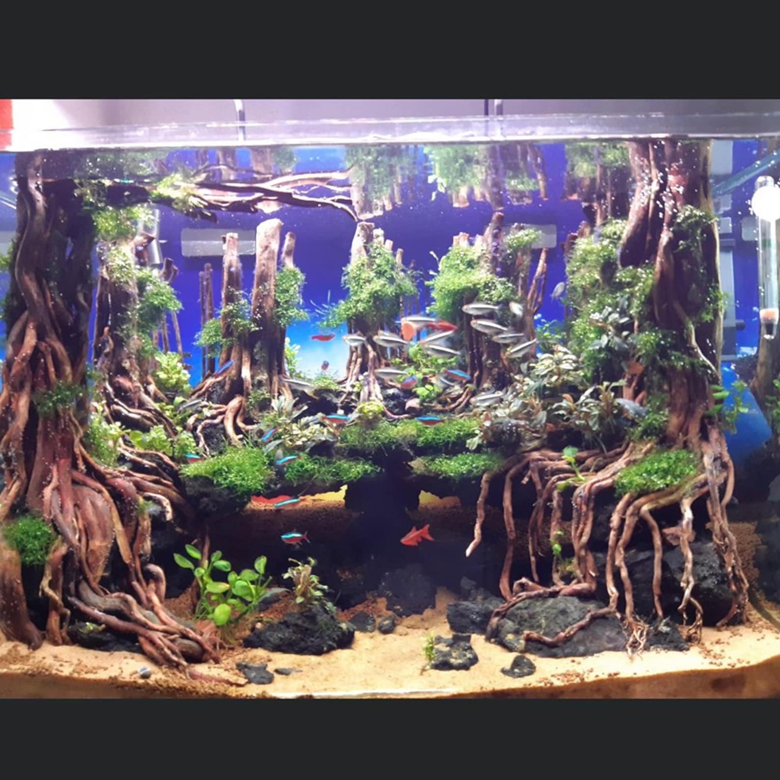 Aquarium Bonsai Tree Aquascape Driftwood Large Fish Tank Etsy