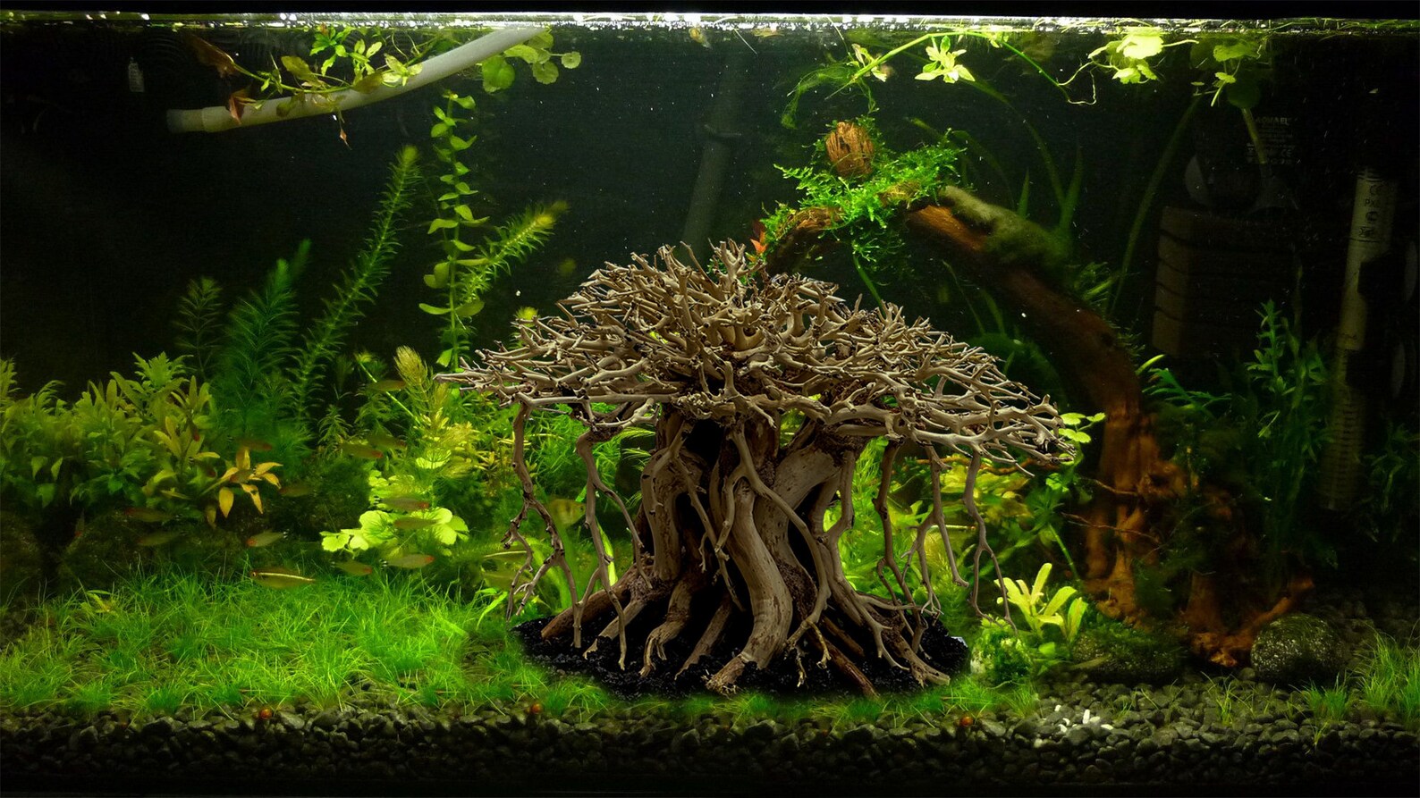 Aquarium Driftwood Extra Large Aquarium Driftwood Drift Wood Etsy