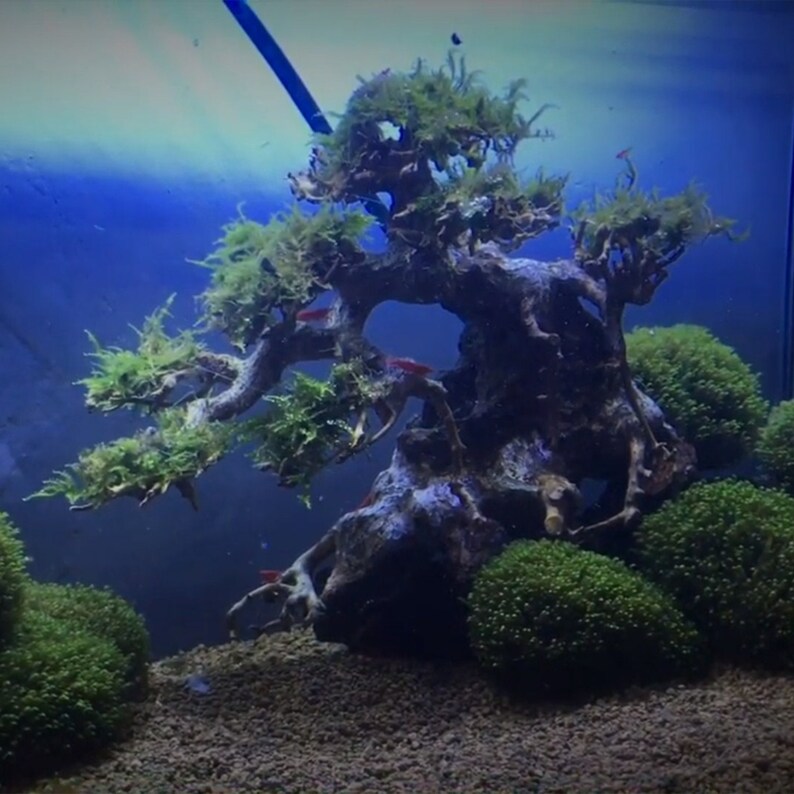 Bonsai Driftwood for Aquarium Aquarium Bonsai Driftwood Etsy