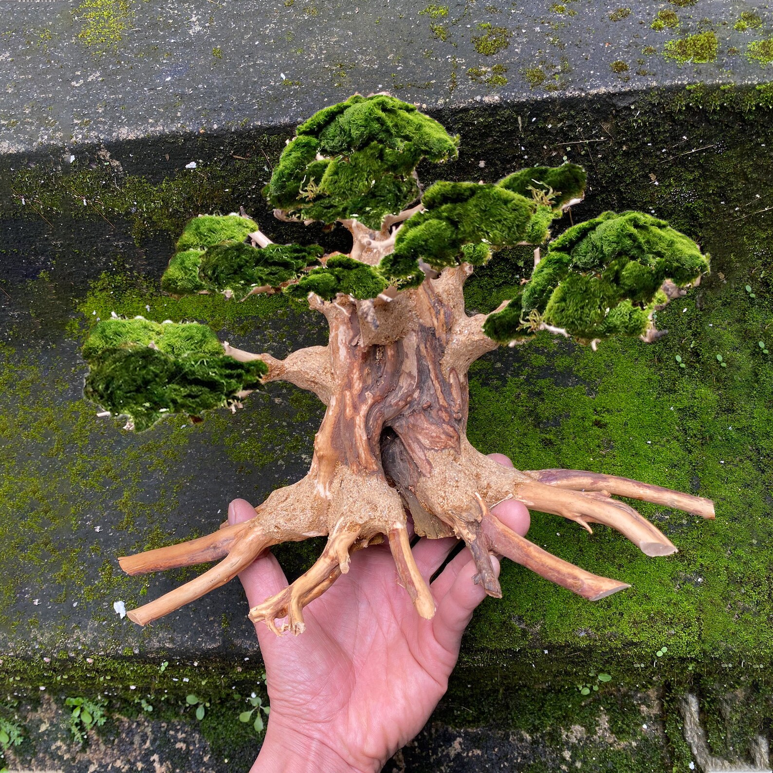 Bonsai Driftwood Aquarium Tree for Fish Tank Decoration Etsy