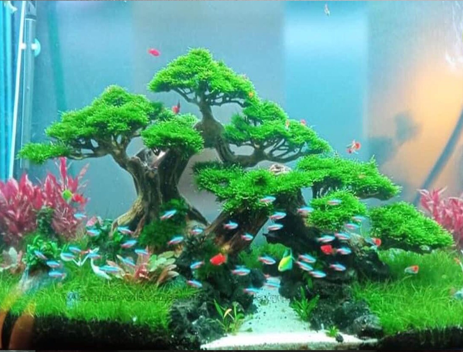 Aquarium Bonsai Tree Aquascaping Drift Wood Handmade Fish Tank Etsy