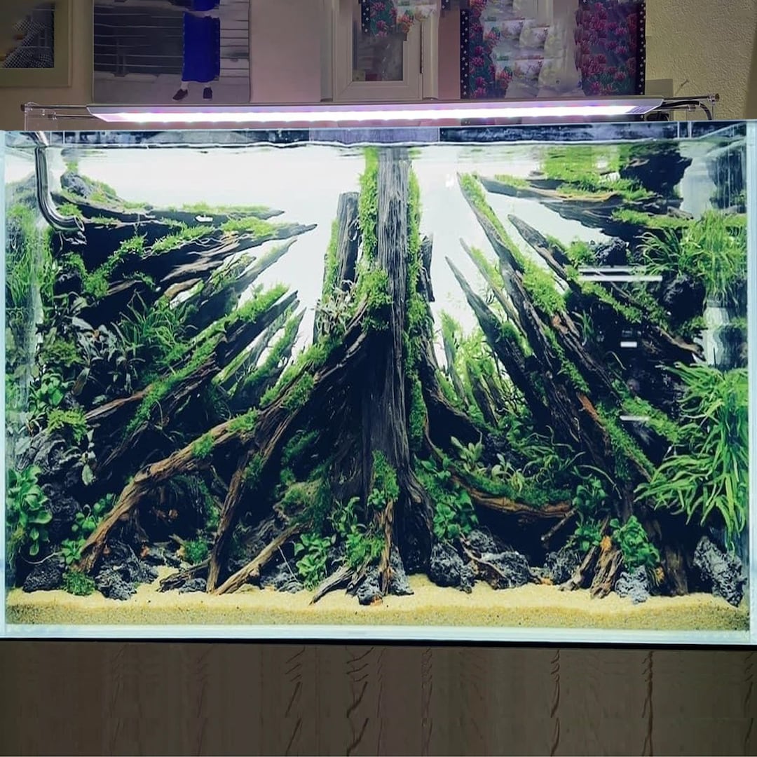 Aquascape Driftwood Bonsai Aquarium Wood Hardscape Fish Tank ...