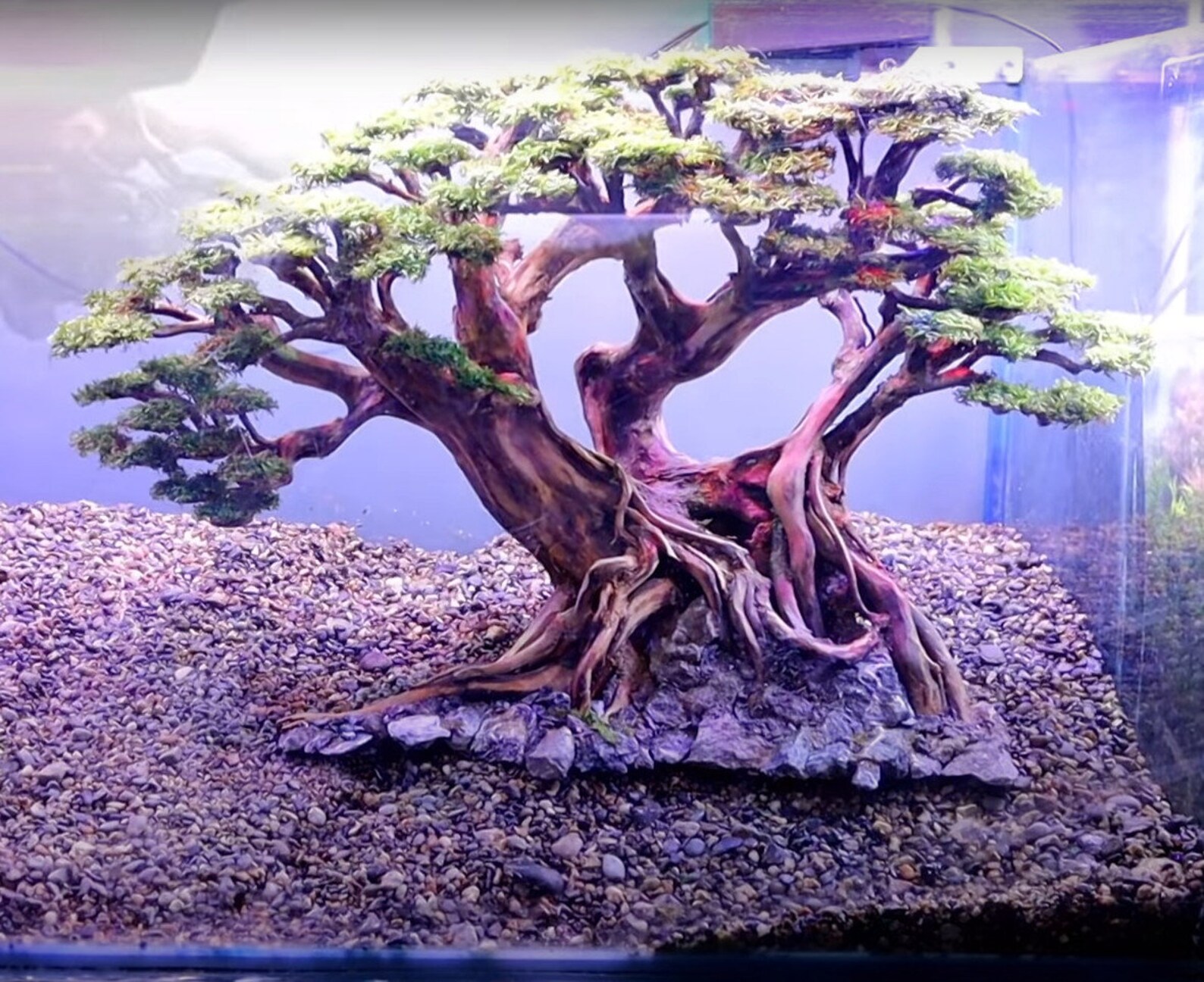 Aquarium bonsai driftwood bonsai driftwood for aquarium Etsy