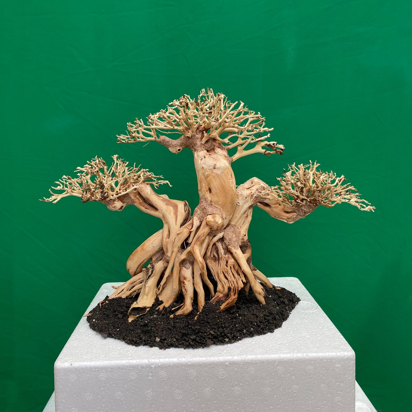 Bonsai Driftwood Aquarium Large Driftwood for Aquarium Fish Etsy