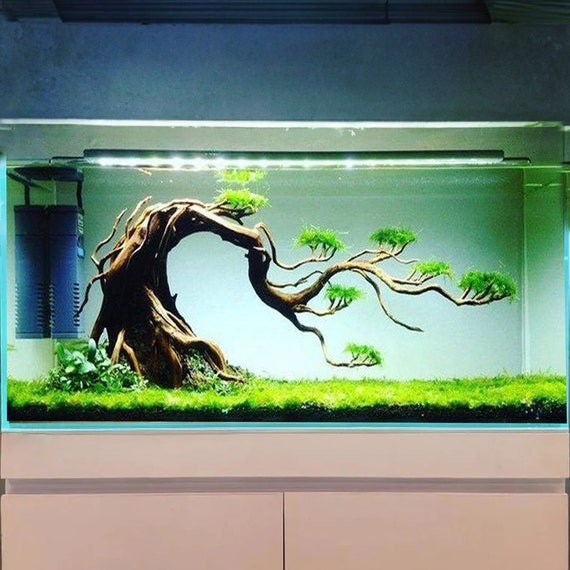 Decorazioni per acquario in legno, acquario, acquario, bonsai