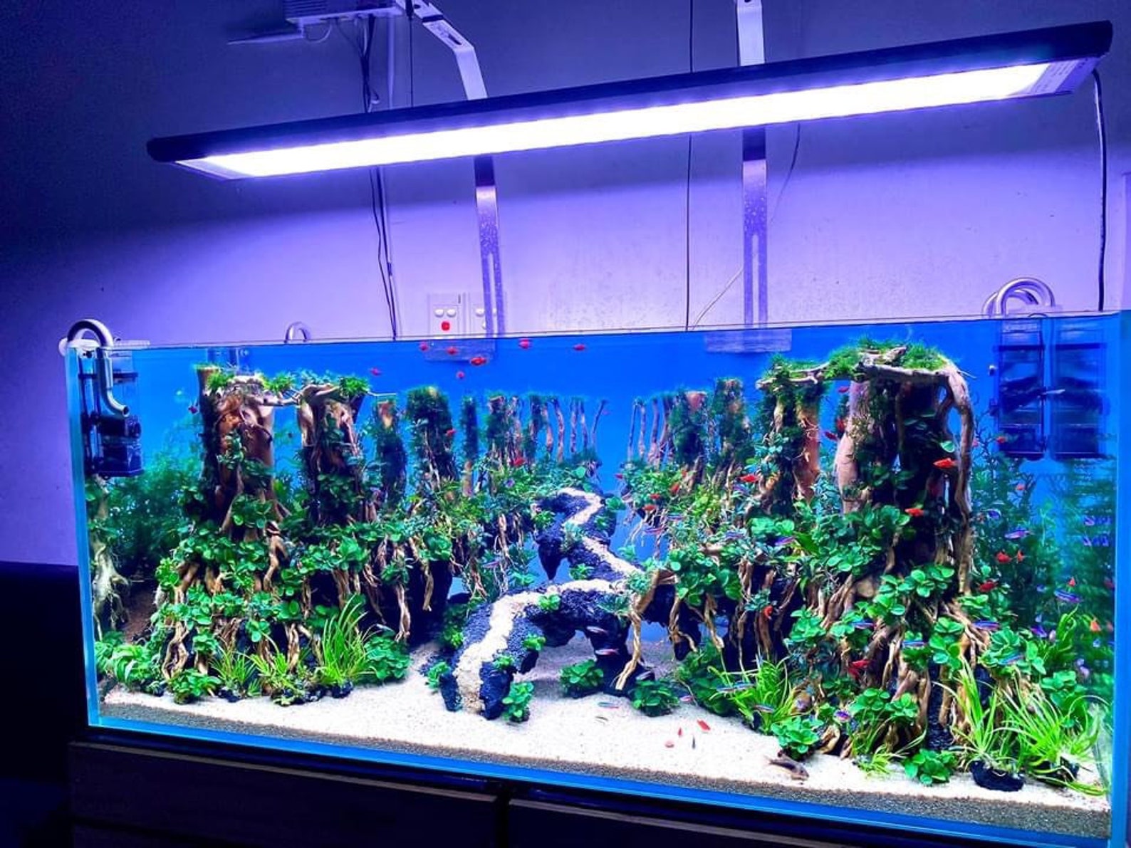 Bonsai Driftwood for Aquarium Large Aquarium Driftwood Etsy