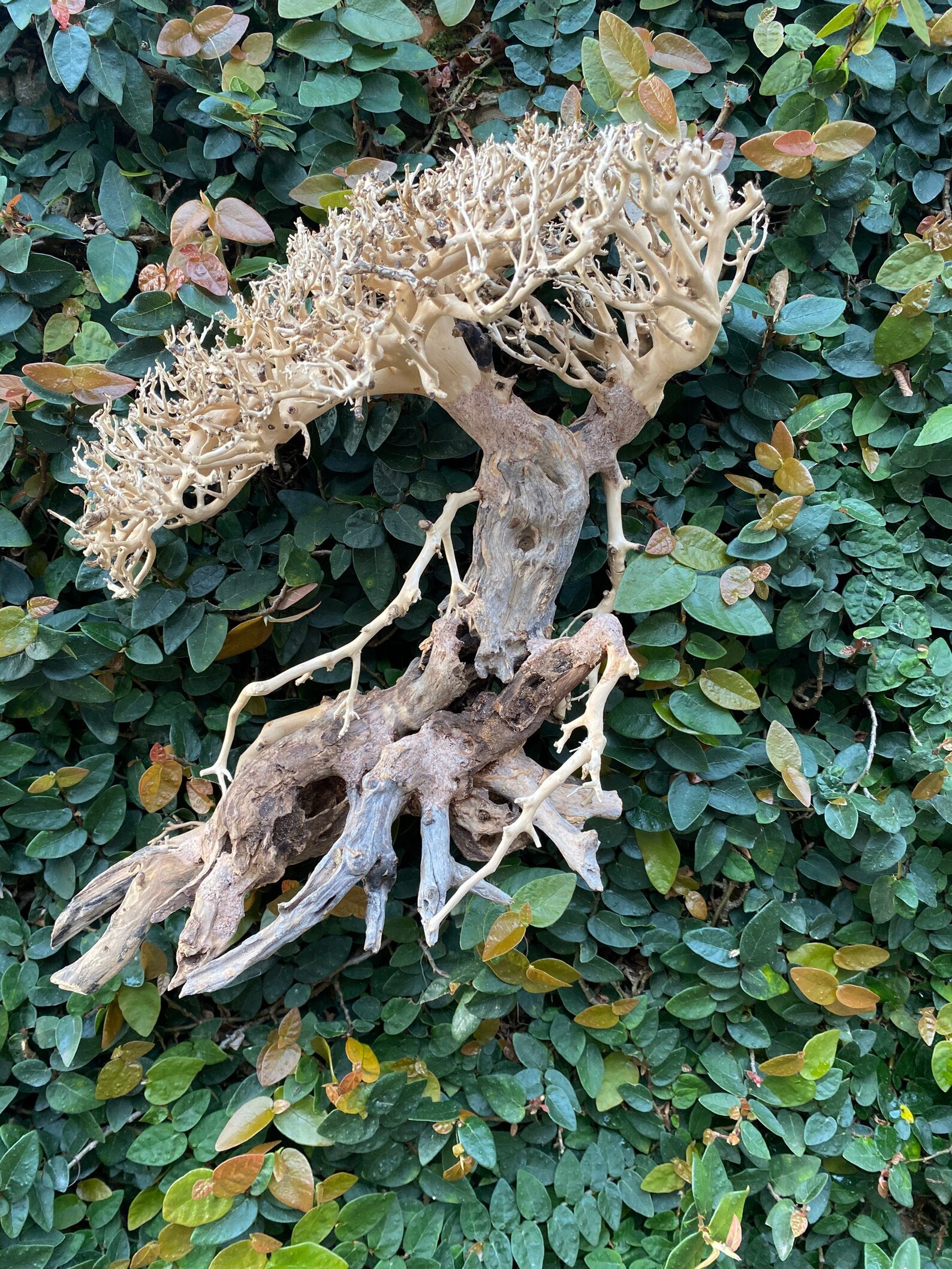 Aquarium bois flotté aquarium aquascape aquarium de bois Etsy France