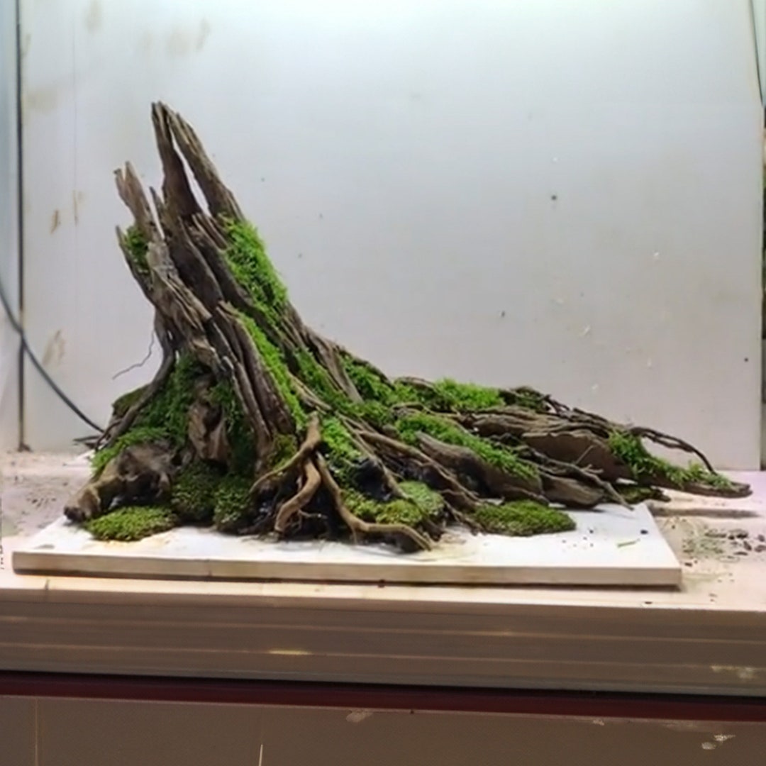 Driftwood Stump Aquarium Tree Fish Tank Wood Aquarium Cave Decor Etsy