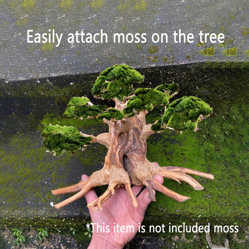 Bonsai Driftwood Aquarium Tree for Fish Tank Decoration Etsy