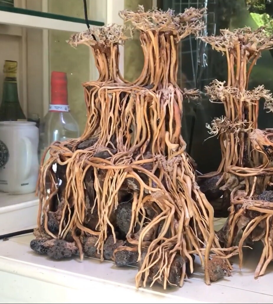 Natural Driftwood - You Need To Beautify Your Aquarium Or Fish Tank