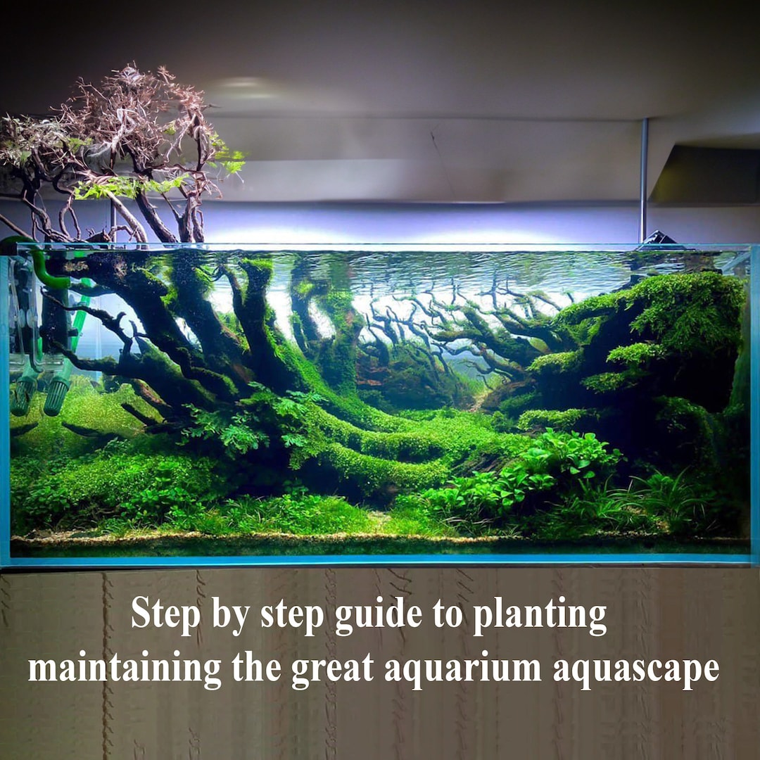 Aquascape Decor Step by Step Aquascaping Guide to Planting Maintaining
