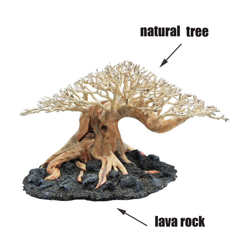 Aquarium Driftwood Aquarium Plants Driftwood Aquarium Etsy