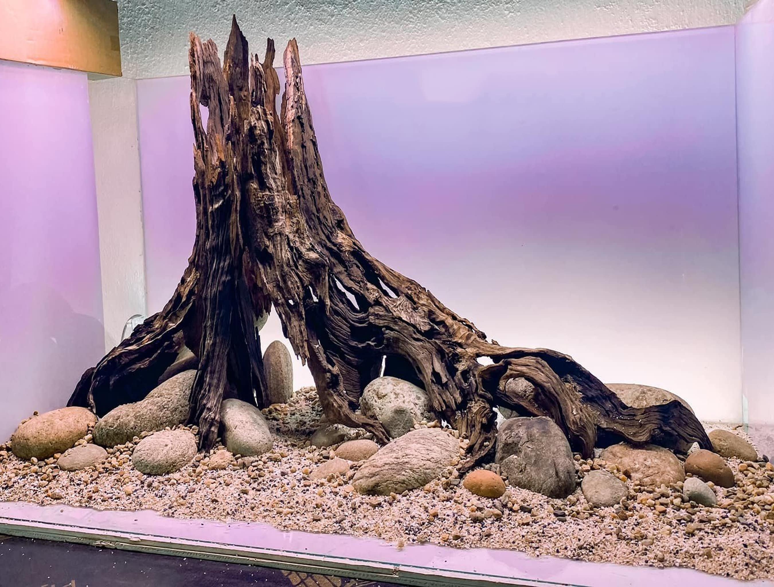 Aquarium driftwood for sale discount