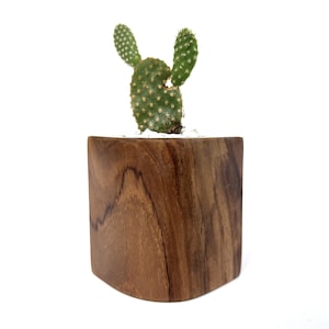 Kaktustopf - Einzigartiger skandinavisch inspirierter Holztopf für Kakteen & Bonsais - Ideales umweltfreundliches Geschenk für Gärtner