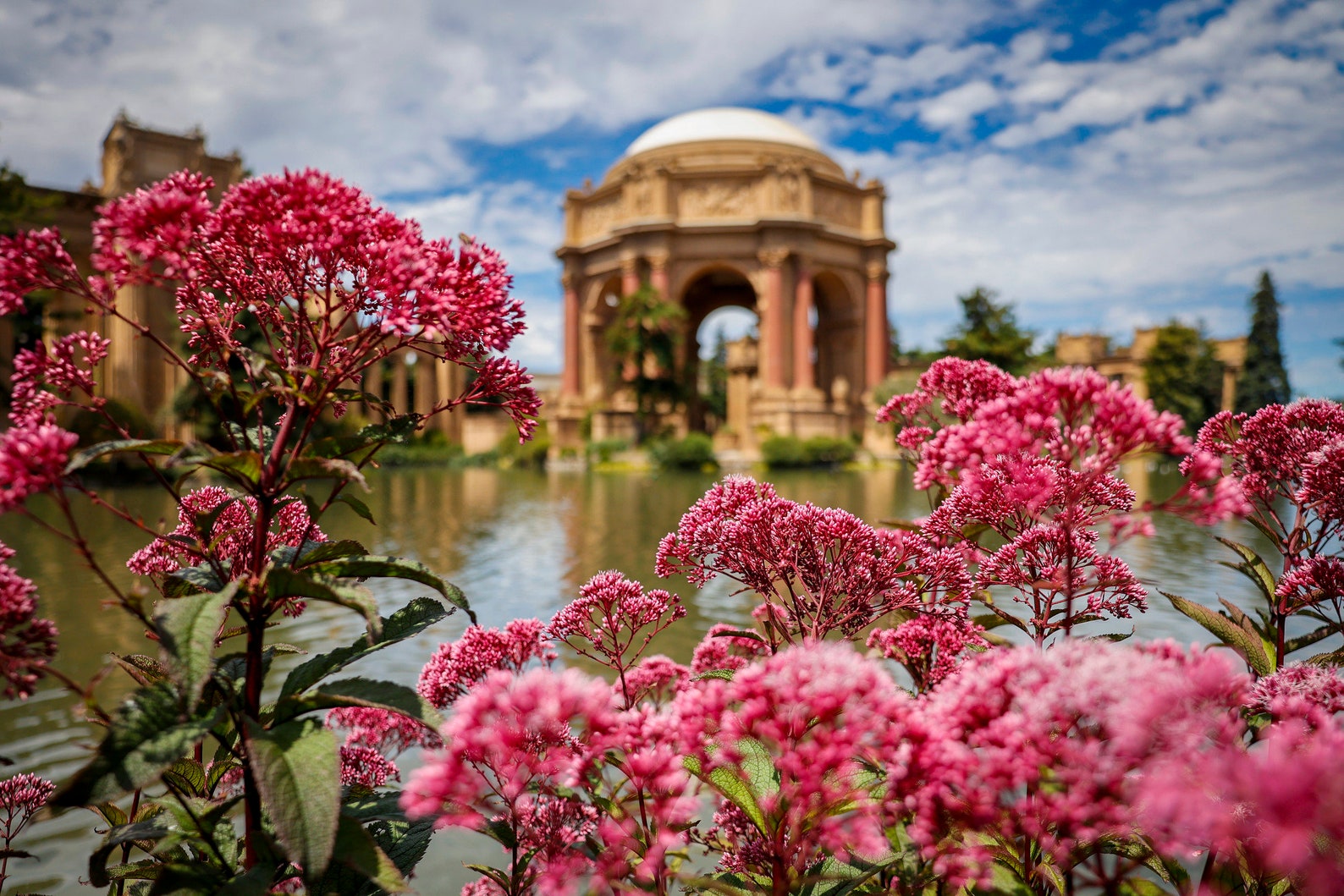 Flowers at the Palace of Fine Arts san Francisco Etsy