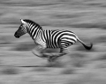 Zebra in Motion (Tanzania)