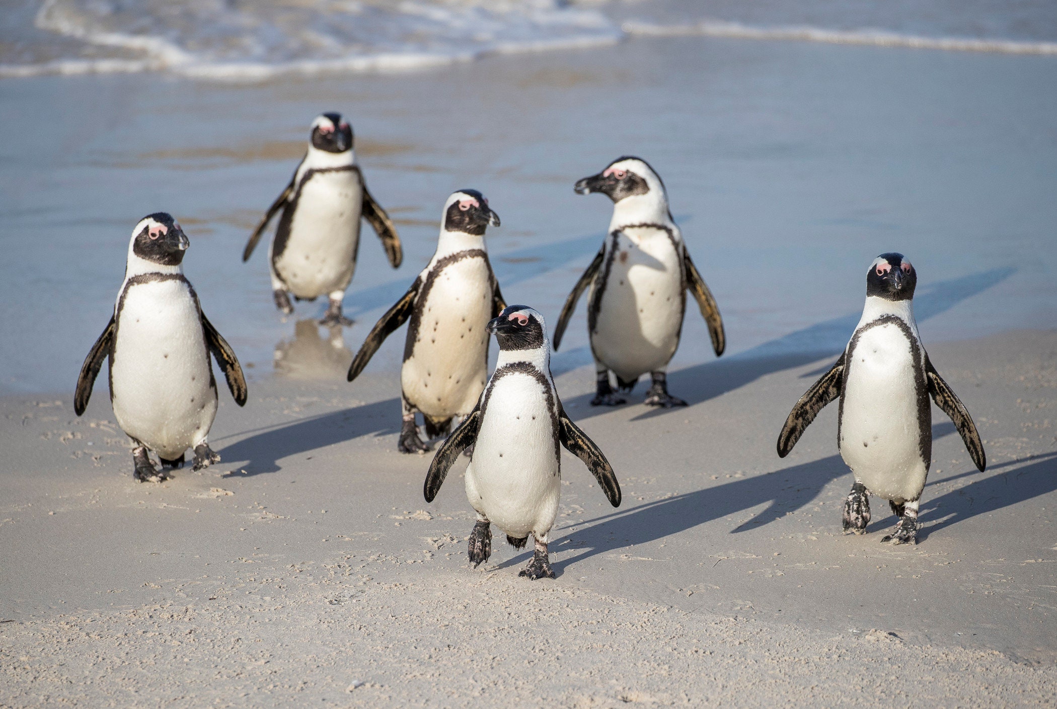 Penguins in Cape Town, South Africa - Etsy