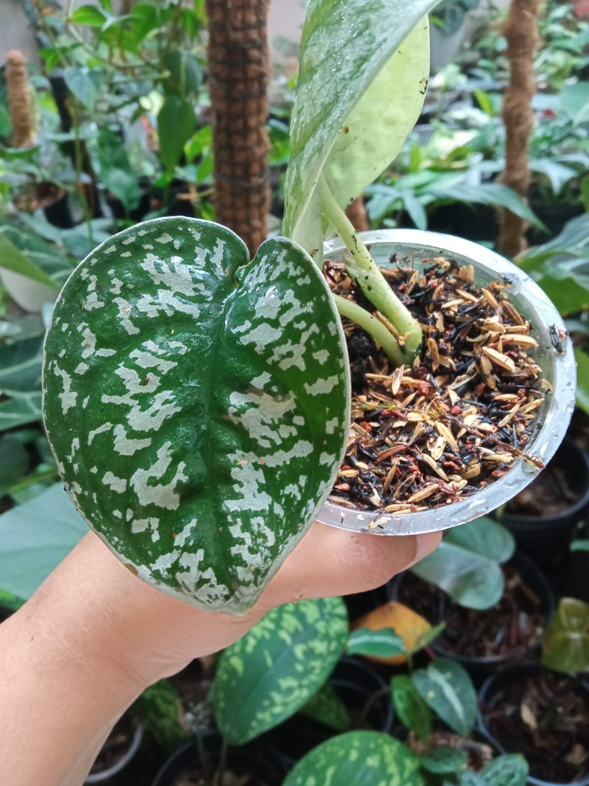 Scindapsus Silver Queen with free phytosanitary Etsy