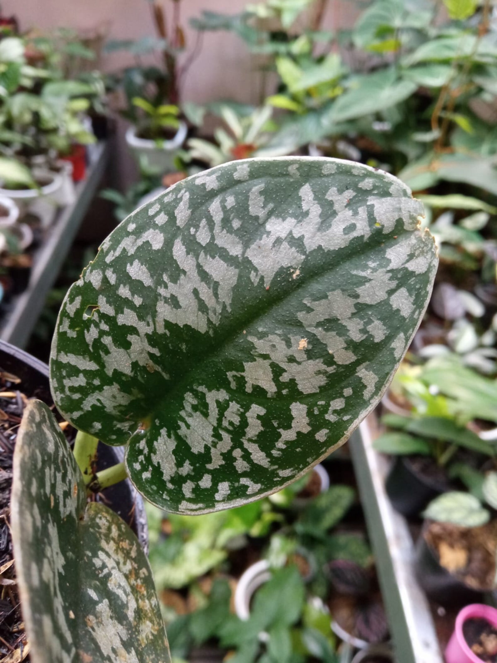Silver Queen Scindapsus Pothos Plant