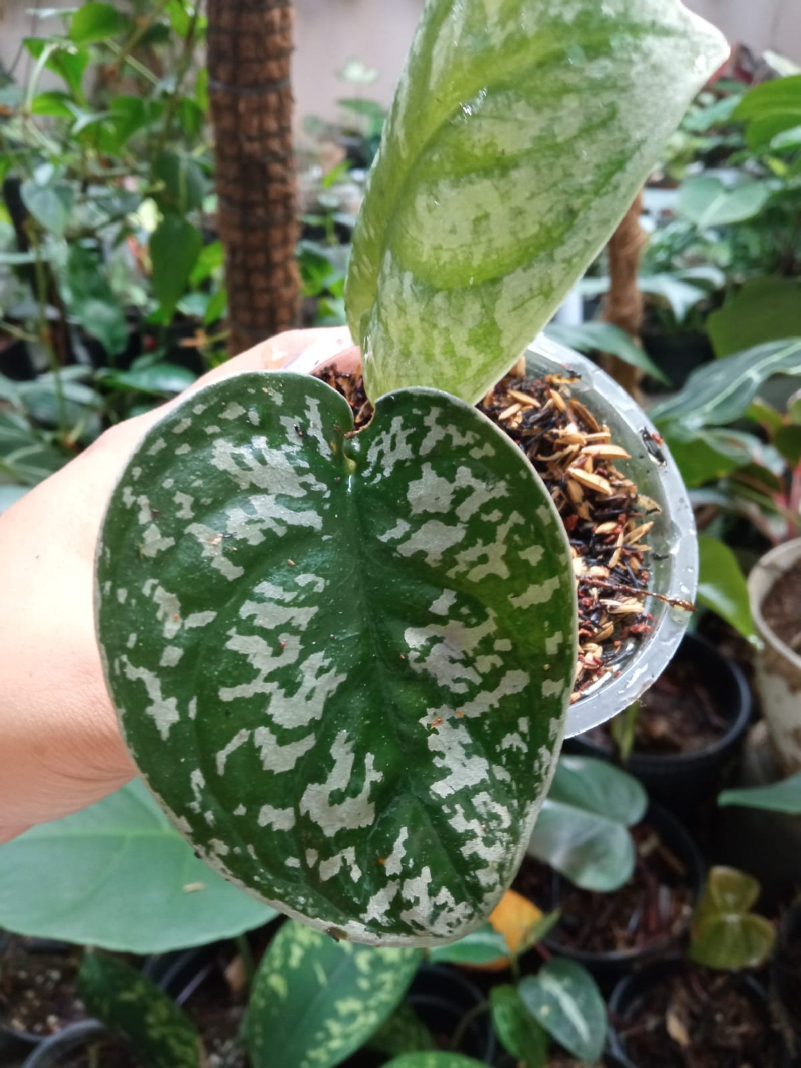 Scindapsus Silver Queen with free phytosanitary Etsy