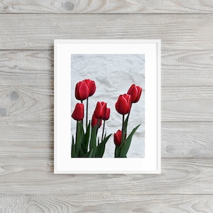 Frühlingstulpen - Floral Fotografie Druck. Museumsqualität auf dickem, archiviertem, matten Papier. Blume • Blüte • Natur