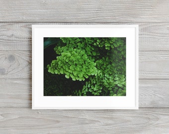 Ferns - Nature Photography Print. Museum-quality on thick, archival, matte paper. Green • Nature • Boho