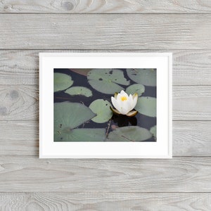 Secret Water Lily - Landscape Photography Print. Museum-quality on thick, archival, matte paper. Nature • Pond • Green • Flower • White