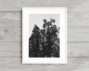 Icy Woods - Landscape Photography Print. Museum-quality on thick, archival, matte paper. Nature • Frozen • Trees • Winter • Ice • Forest