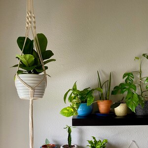 May include: A collection of potted plants on two black shelves. The top shelf has a hanging plant in a white pot with a macrame plant hanger. The bottom shelf has a variety of plants in different colored pots, including a white pot with a face on it.