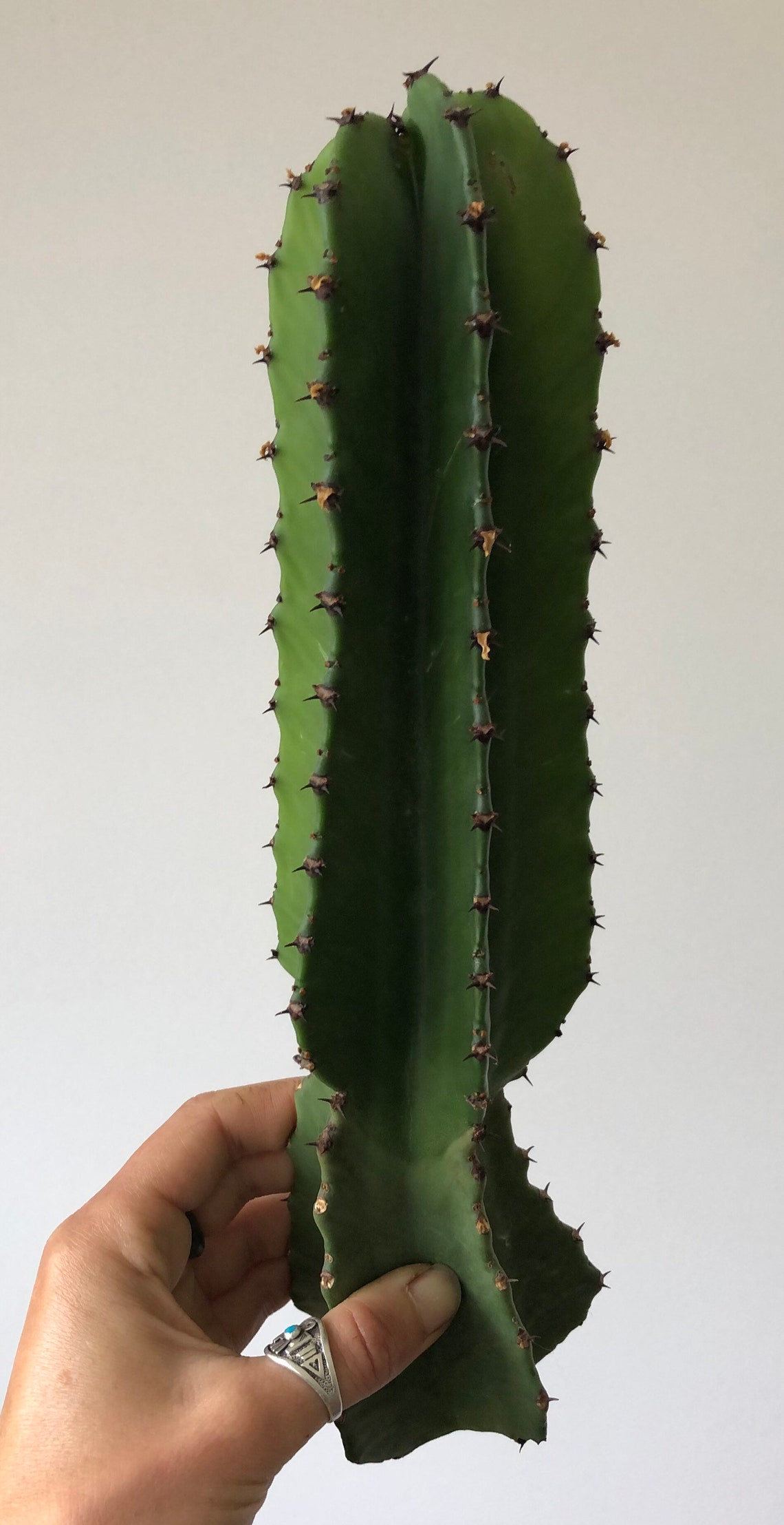 Euphorbia Ingens cactus/succulent/house plant/indoor Etsy
