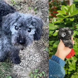 May include: A gray and black poodle dog with white fur on its face and body. The dog is looking at the camera with its tongue sticking out. The dog is standing on a bed of gravel and grass.