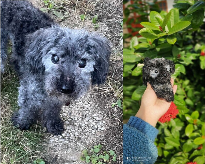 May include: A gray and black poodle dog with white fur on its face and body. The dog is looking at the camera with its tongue sticking out. The dog is standing on a bed of gravel and grass.