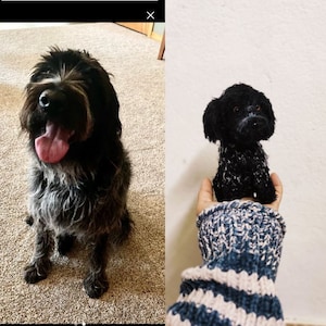 Op de afbeelding: Een zwart-witte ruwharige hond zit op een tapijt. Een kleinere zwart-witte ruwharige hond wordt vastgehouden in een hand die een blauw-roze gestreepte trui draagt.