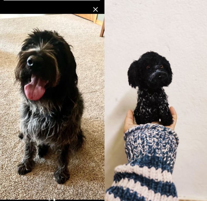 Op de afbeelding: Een zwart-witte ruwharige hond zit op een tapijt. Een kleinere zwart-witte ruwharige hond wordt vastgehouden in een hand die een blauw-roze gestreepte trui draagt.