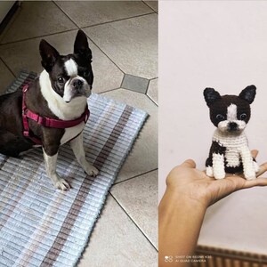 Op de afbeelding: Een zwart-witte Boston Terrier hond die op een gestreept kleed zit. Een gehaakte Boston Terrier hond wordt in een hand gehouden.