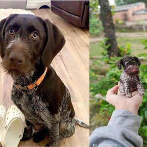 Op de afbeelding: Een bruine en witte Duitse Korthaar-puppy die op een houten vloer zit. Een gehaakte knuffelversie van de hond wordt in een hand gehouden.