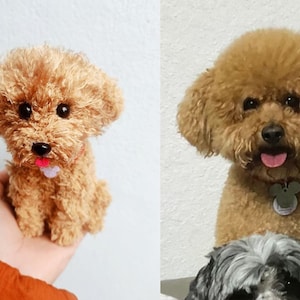 Op de afbeelding: Twee bruine speelgoedpoedels, &eacute;&eacute;n zittend in een hand en de andere zittend op een zwart oppervlak met een kleinere zwart-witte hond ervoor.