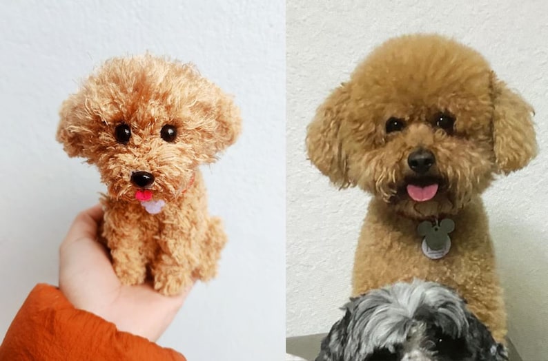 Op de afbeelding: Twee bruine speelgoedpoedels, &eacute;&eacute;n zittend in een hand en de andere zittend op een zwart oppervlak met een kleinere zwart-witte hond ervoor.